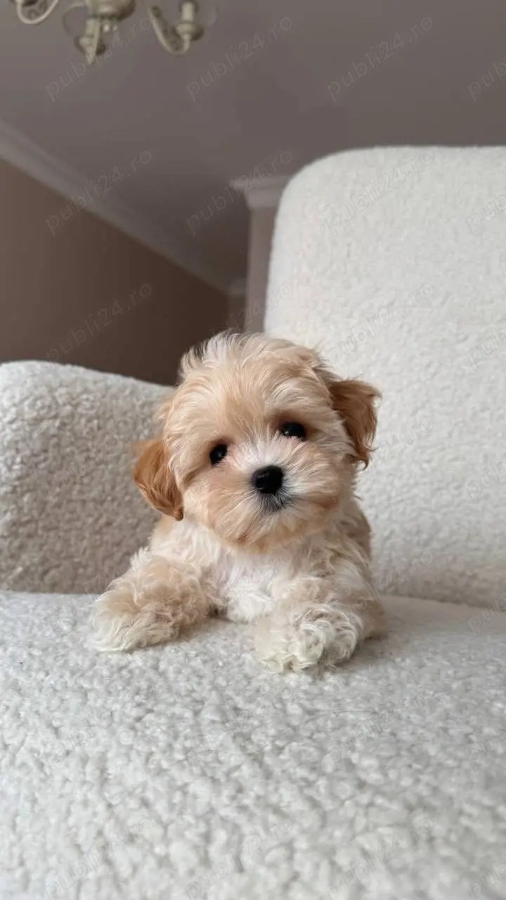 Maltipoo Mini Toy culoarea Caramel 9 saptamani