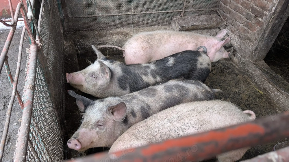 Porcii de vânzare!!!