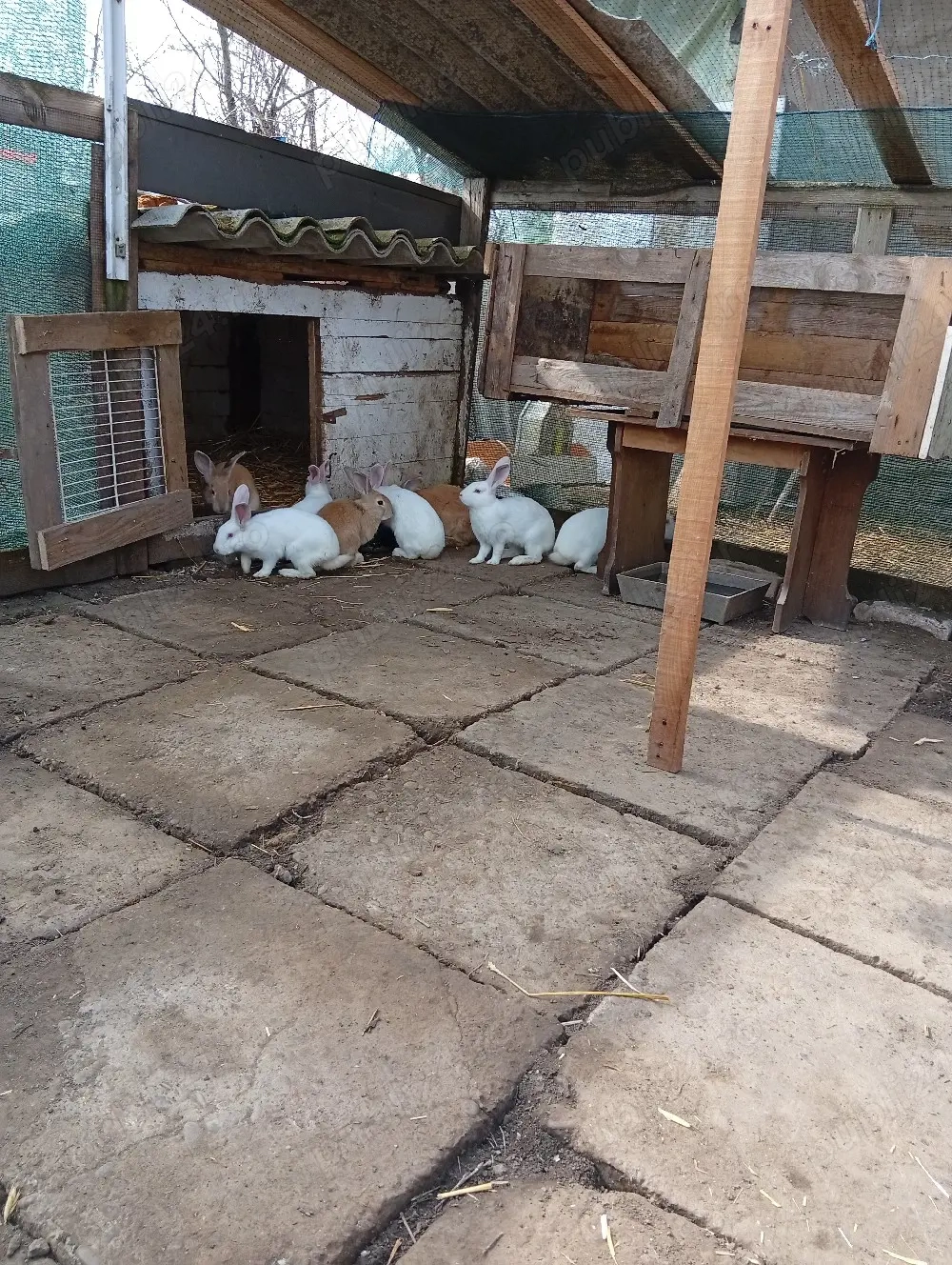 vind epuri de trei luni 