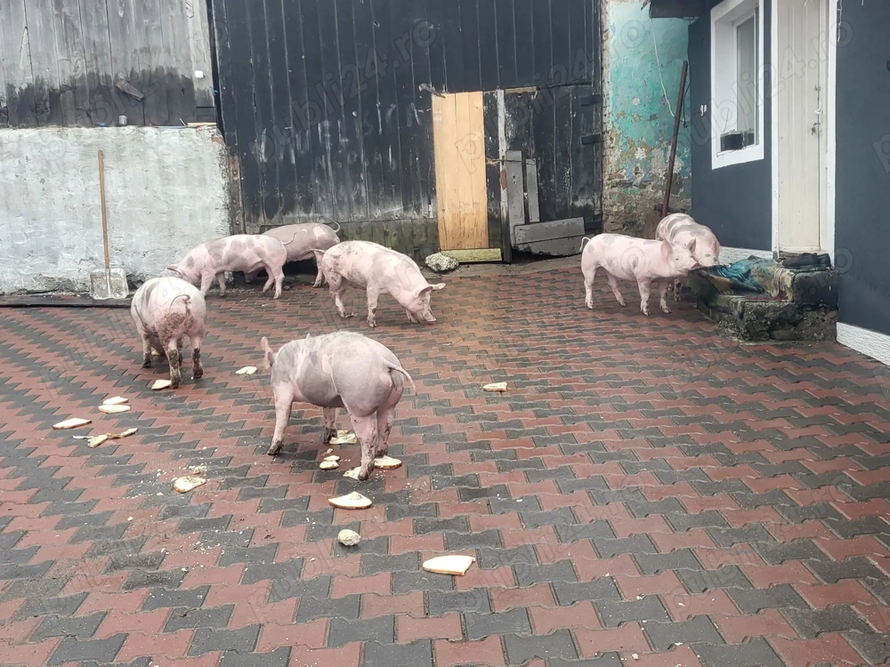 Porci de vînzare   5 vieruti  și 3 scrofite   sunați la nr   