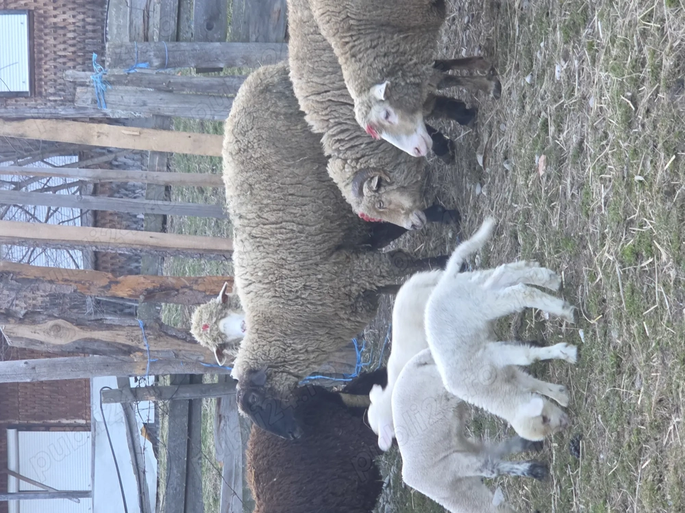 Berbec carabas de vanzare