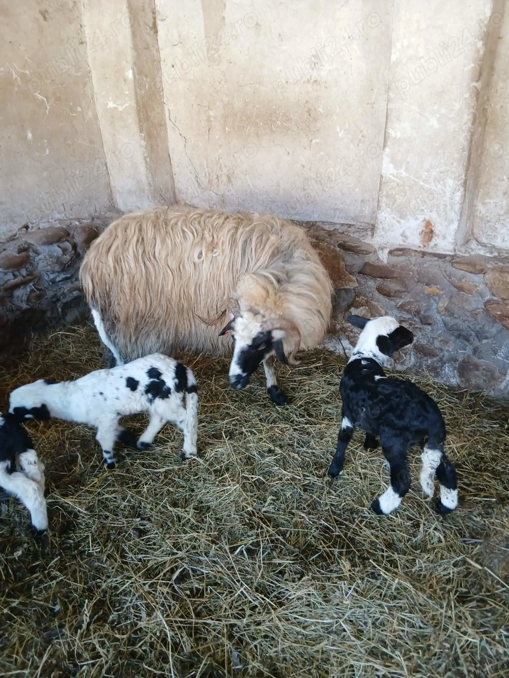 Vând    cinci       oi  