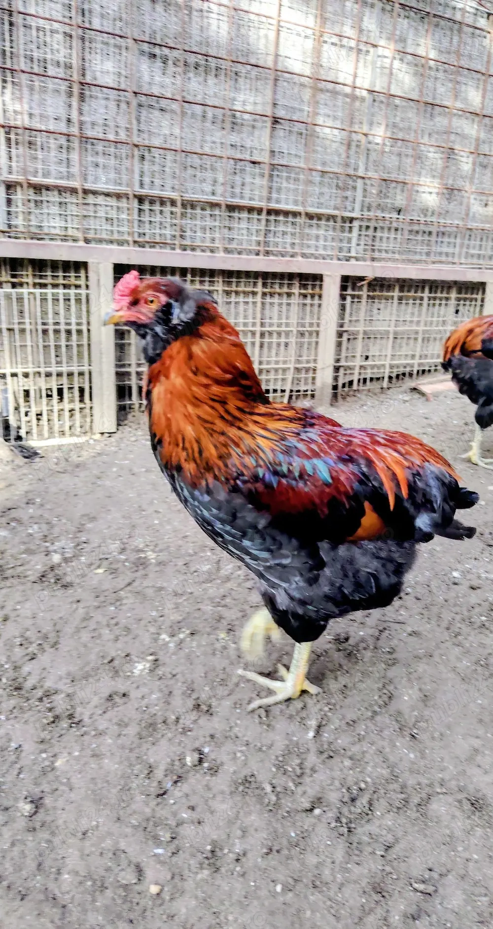 Vând  cocoș Araucana