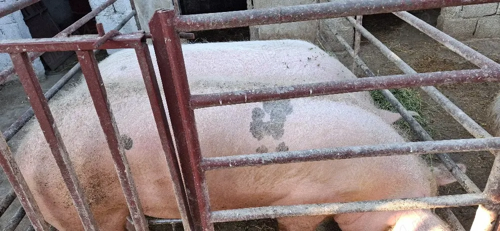 Porci Pietrani