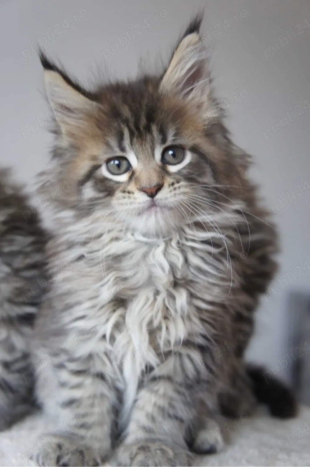 Maine coon pisoiași superbi 