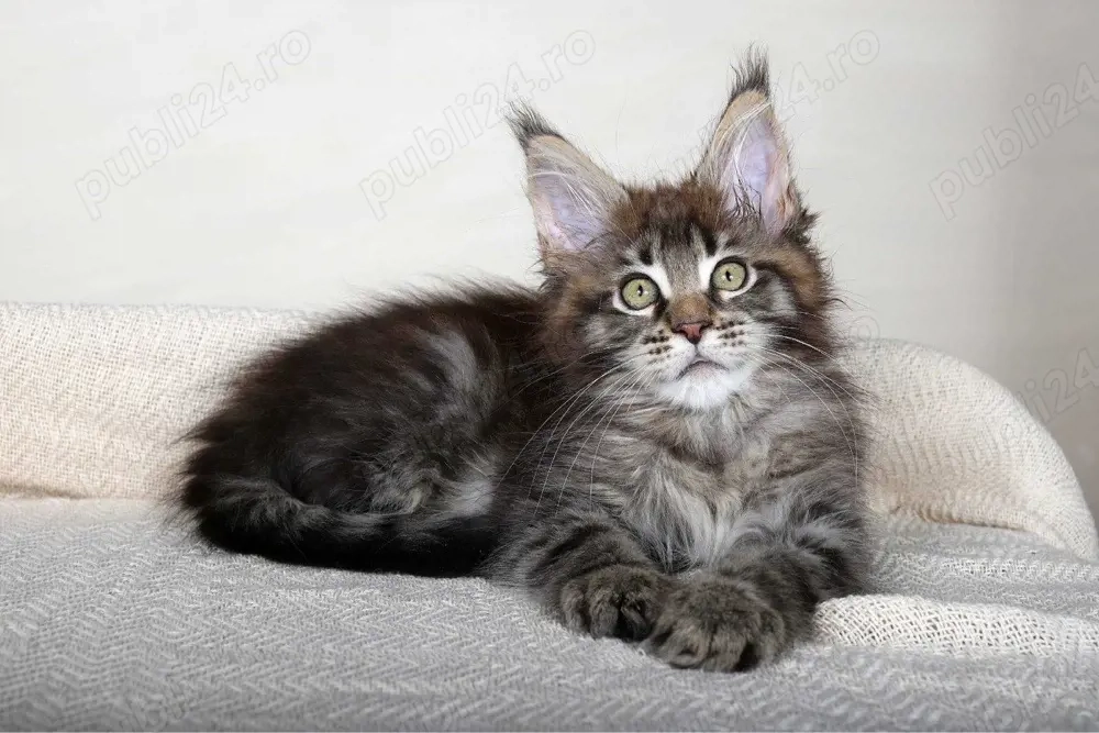 Maine coon puiuți 