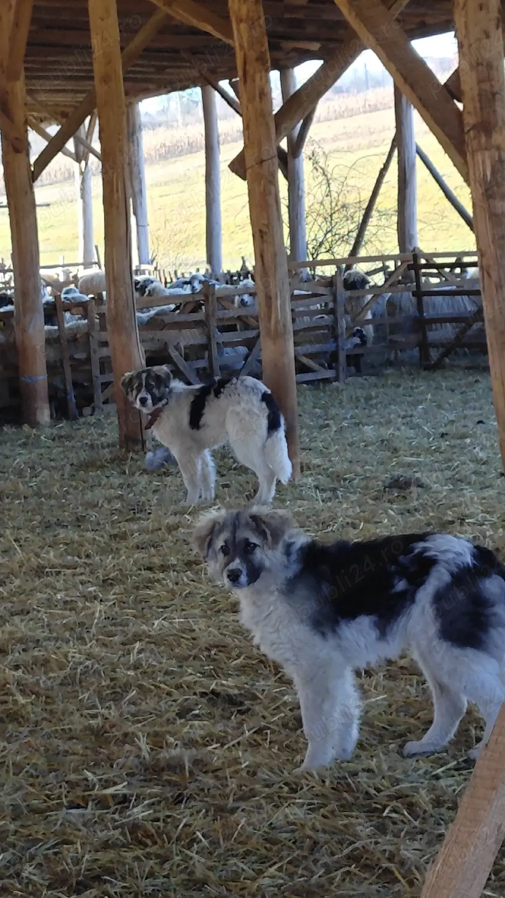 căței Ciobănești 