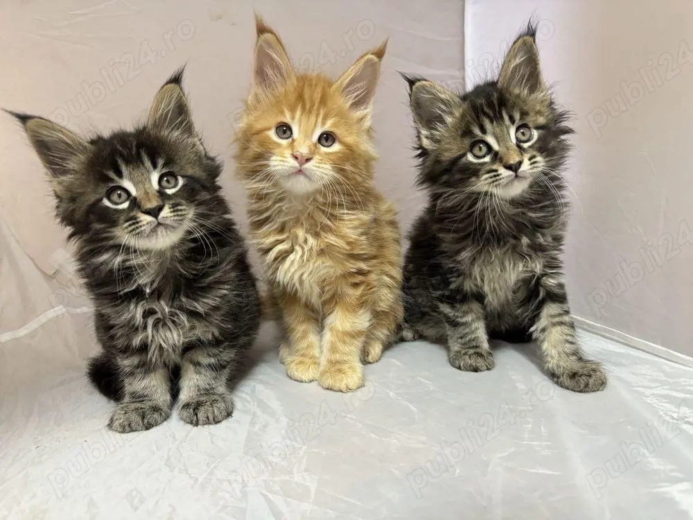 Maine coon pisoiași