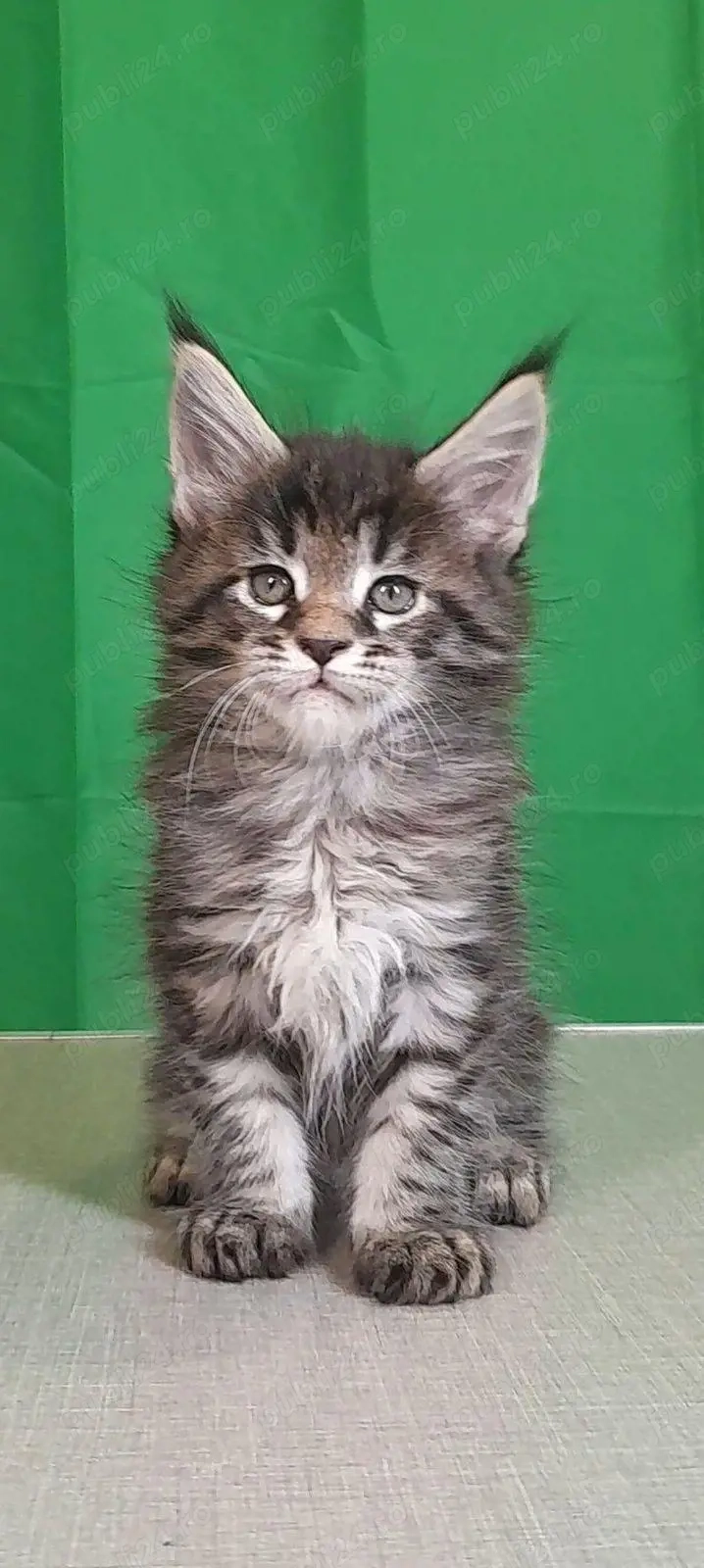 Maine coon pui superbi 