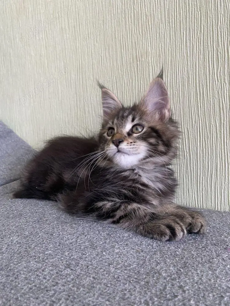 Maine coon pui 2 luni 