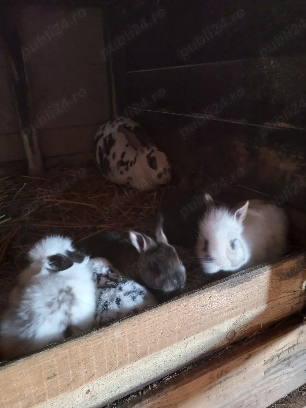 vand iepuri rex si cap de leu pui.