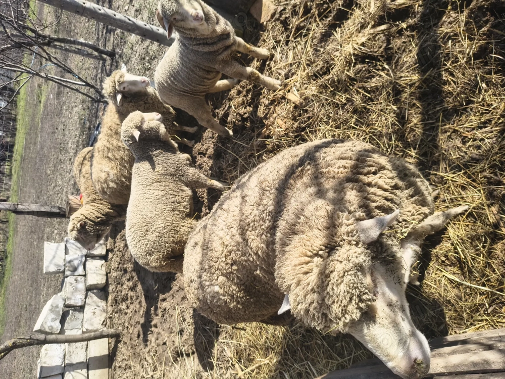 Vând 2 oi 2 mieluțe și 1 berbecuț 