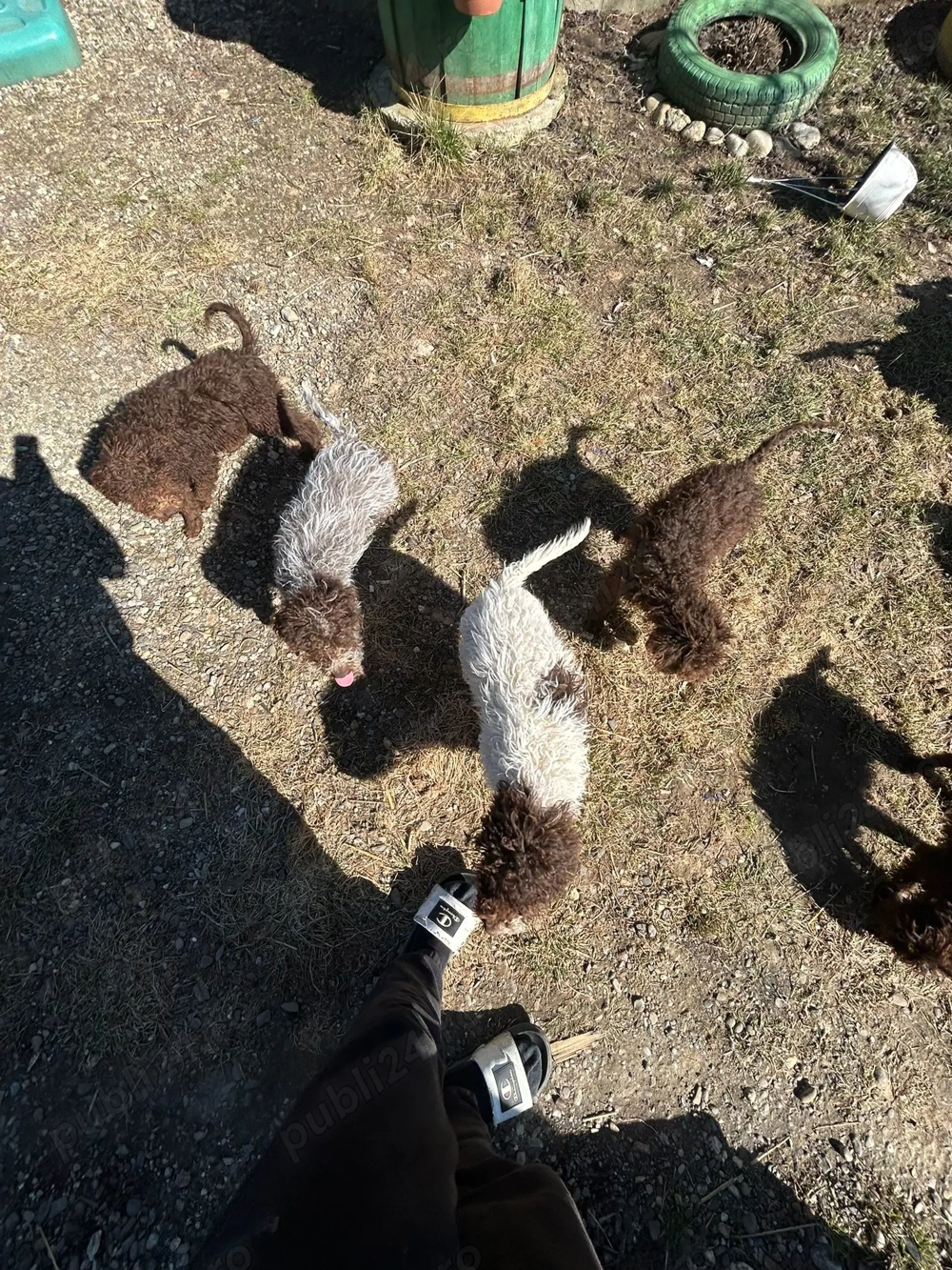 Vând câini de trufe