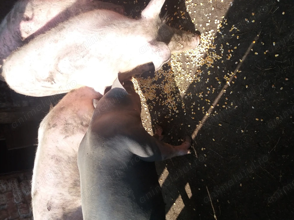 Porci 90kg crescuti natural