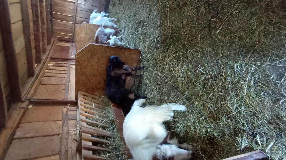 Țapi de vînzare de 8 luni