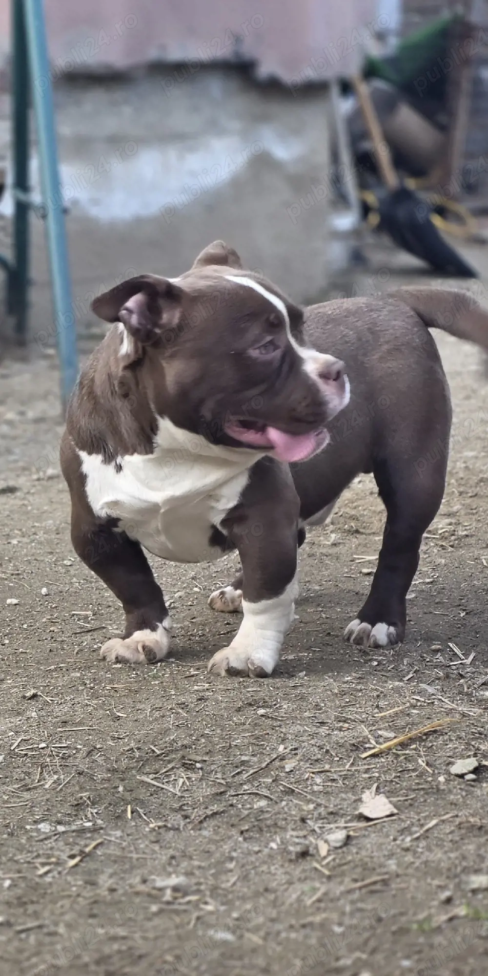 American Bully Exotic!!!