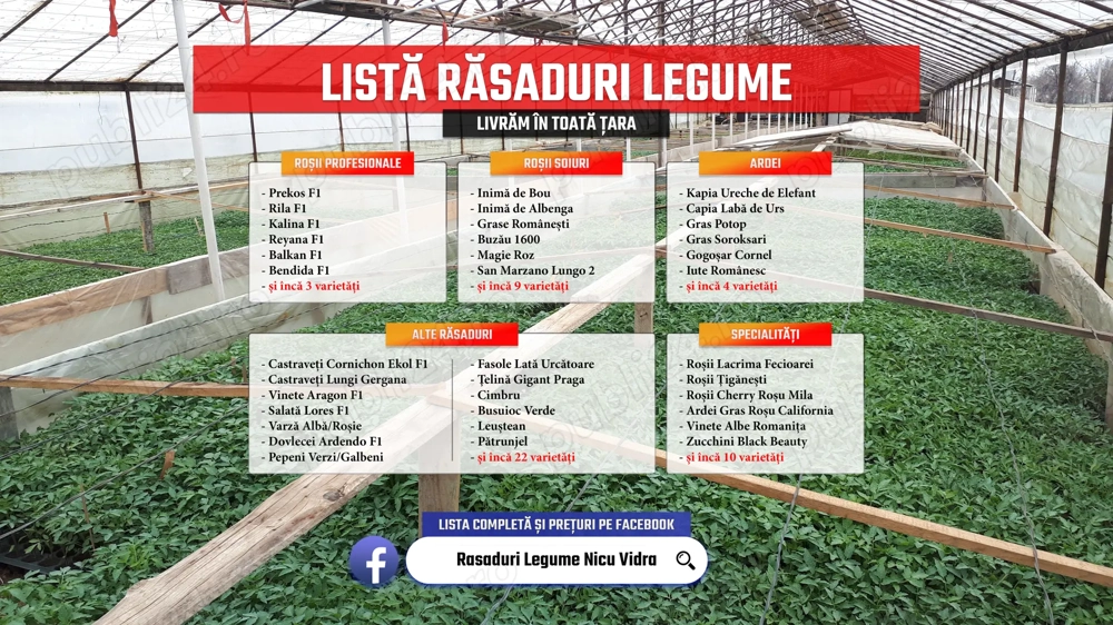 Rasaduri legume : Rasad rosii   tomate ardei castraveti vinete salata