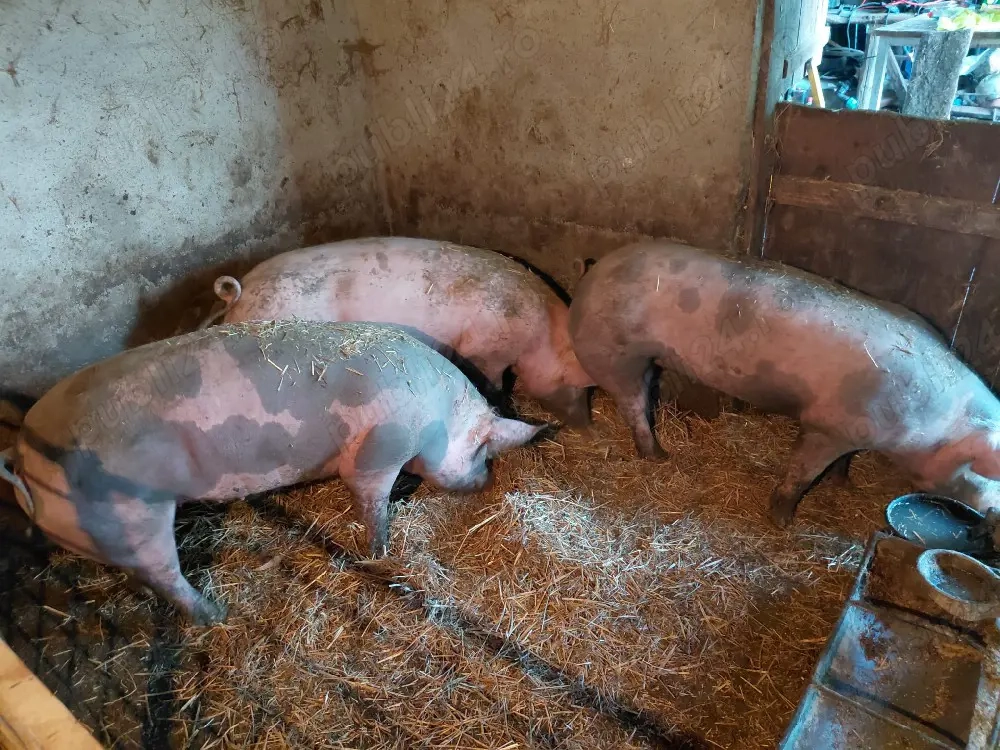porci de vanzare pechea 100 140kg