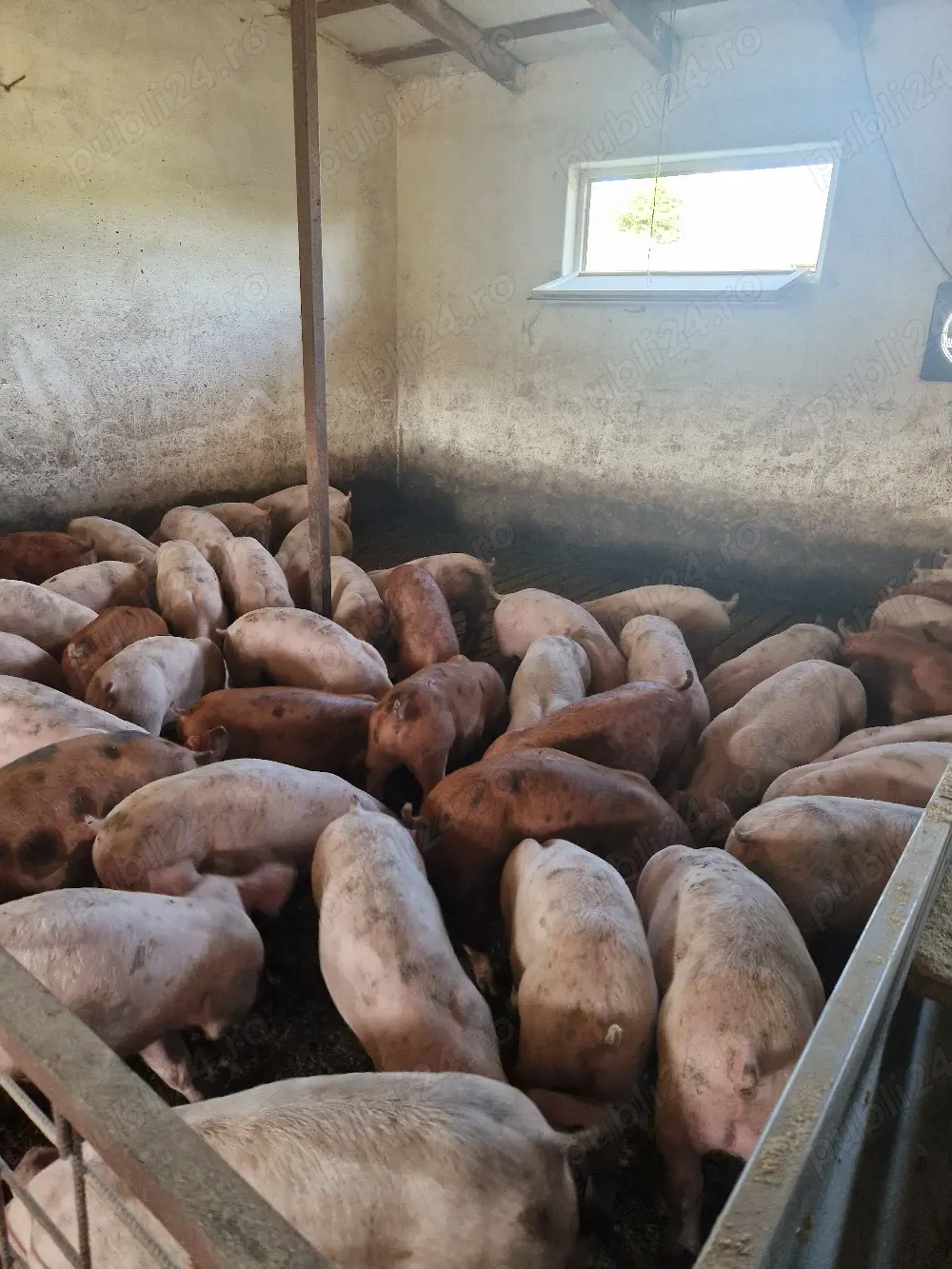 Porci si purcei carne