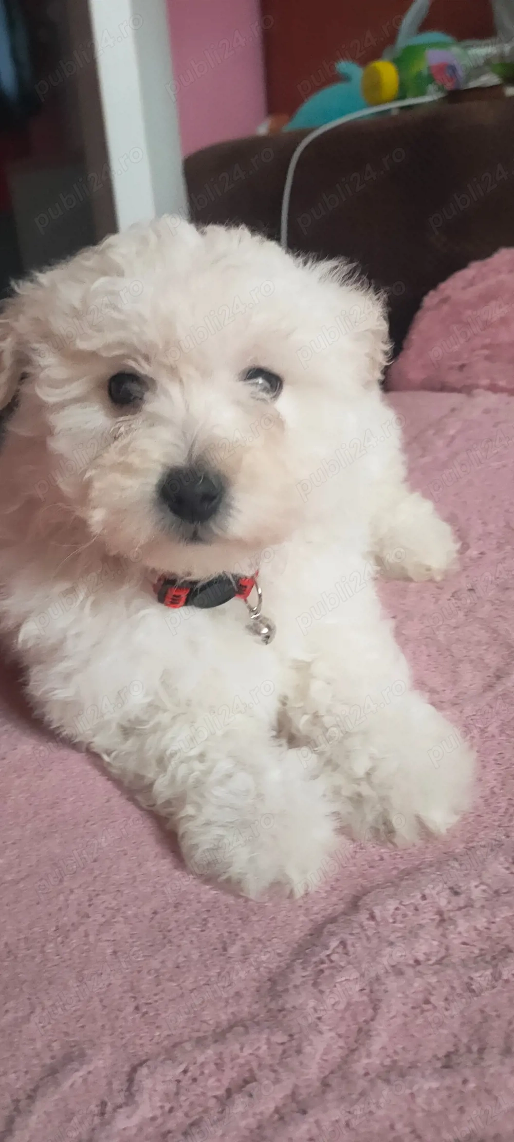 Vand 2 puiuti bichon maltez,din parinti cu pedigree,vaccinati,carnetel,deparazitare.600 lei