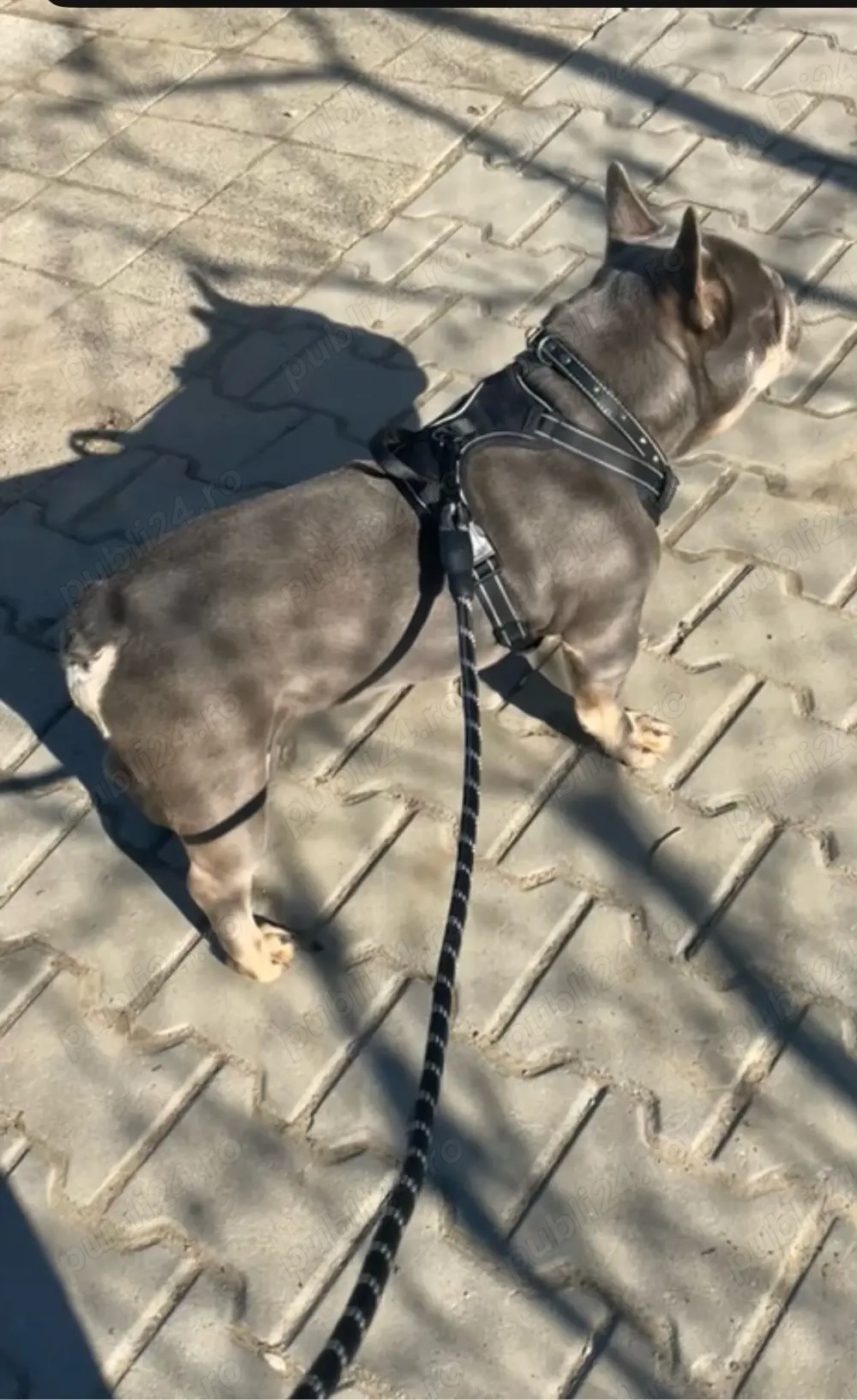 Mascul buldog francez cu pedigree 