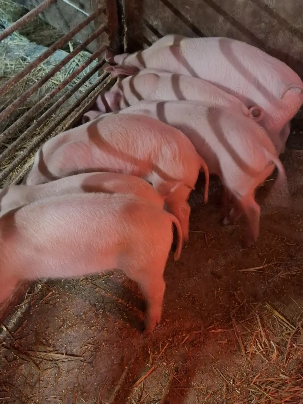 purcei 12 saptamani landrace