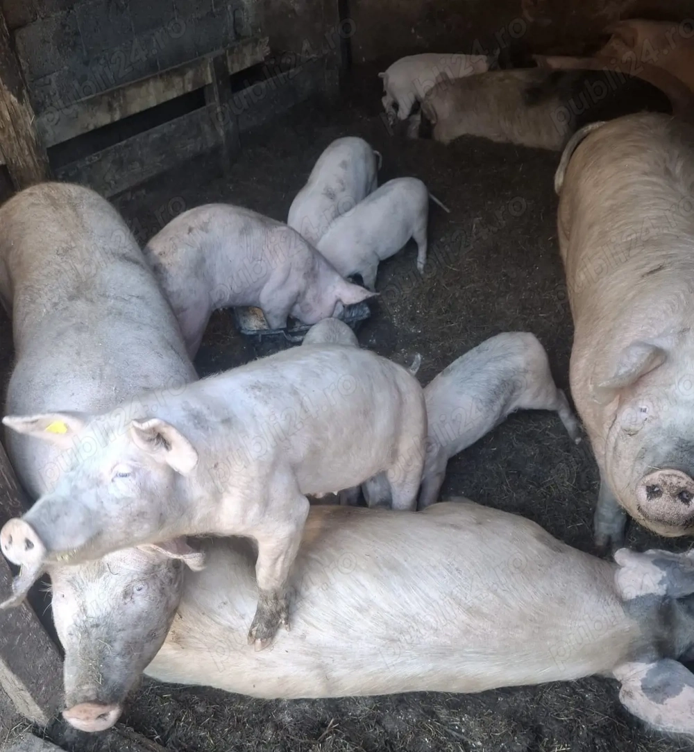 Porci de vânzare 