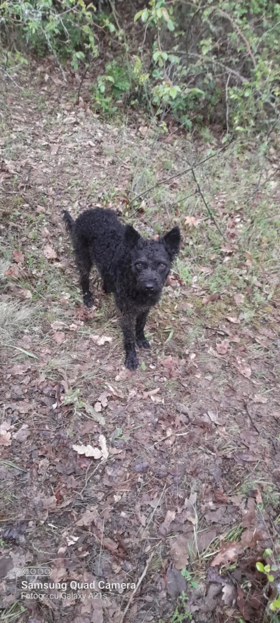 Caini și căței de intors