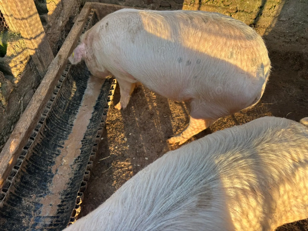 Vând porc rasă de carne (Landrace) - aprox. 90-100 kg