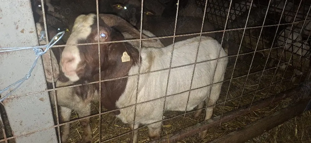 tap boer 2 ani, foarte bun 