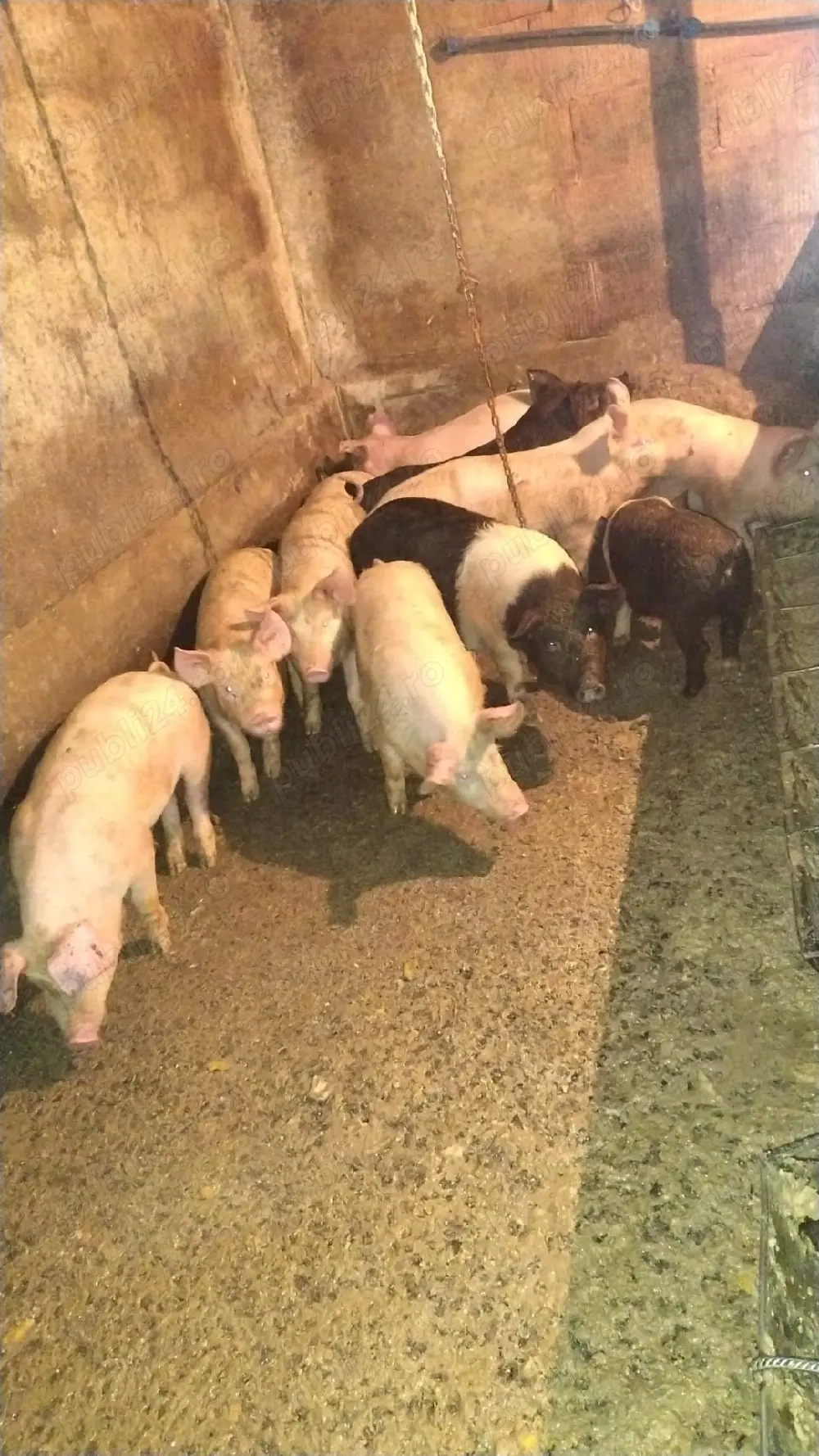 vând purcei și șoldani 