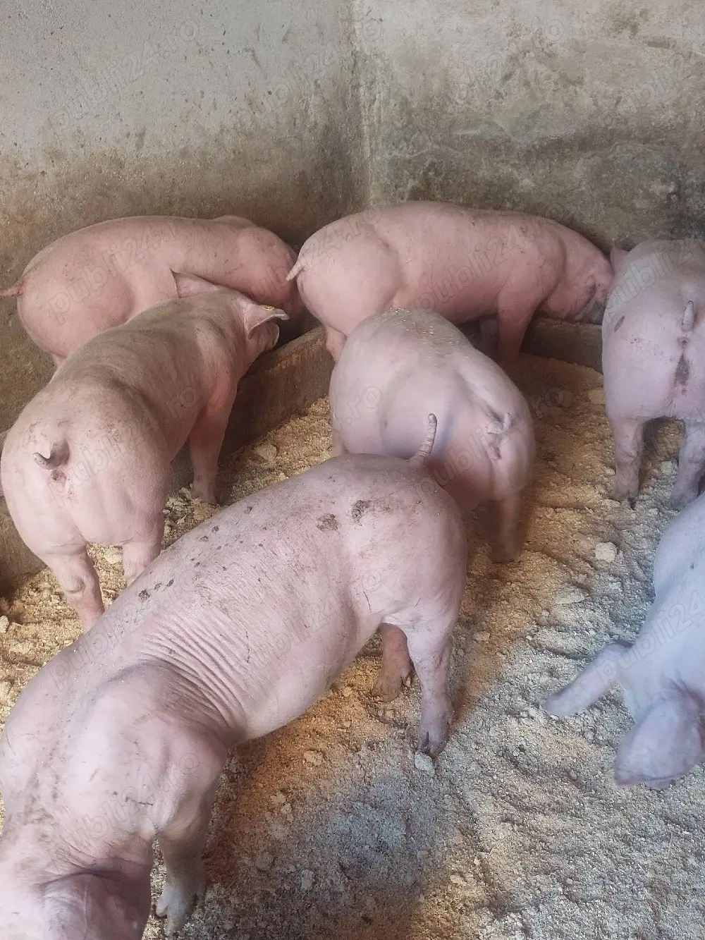 vând soldani de carne 