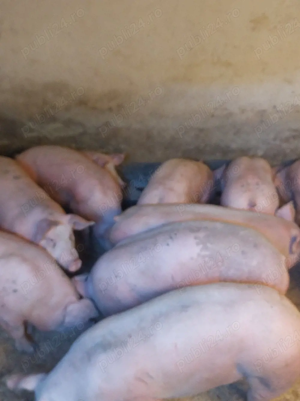 vând soldani de carne diferite mărimi 