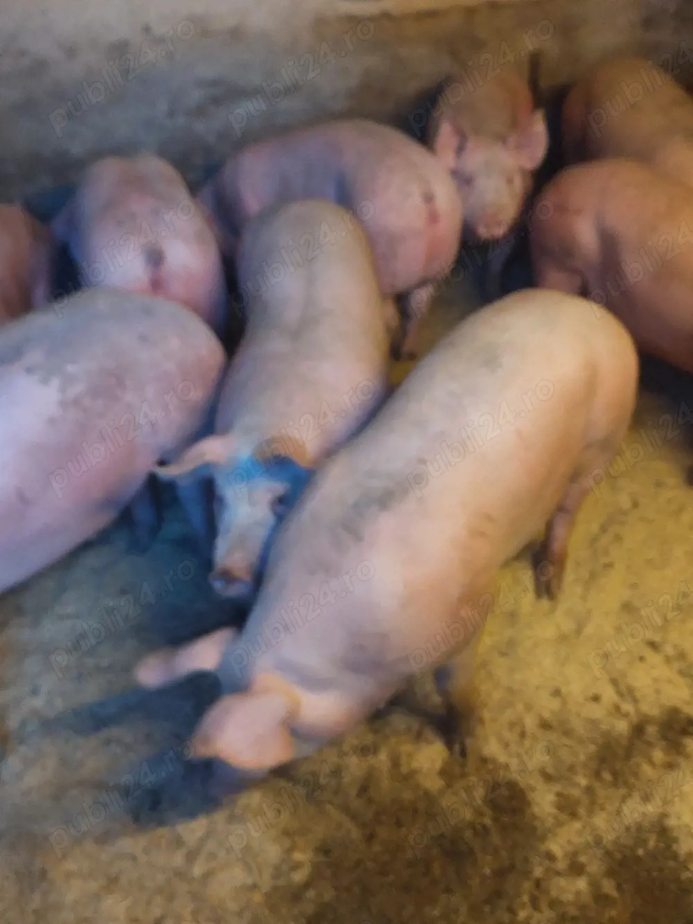 vând porci de carne diferite mărimi 