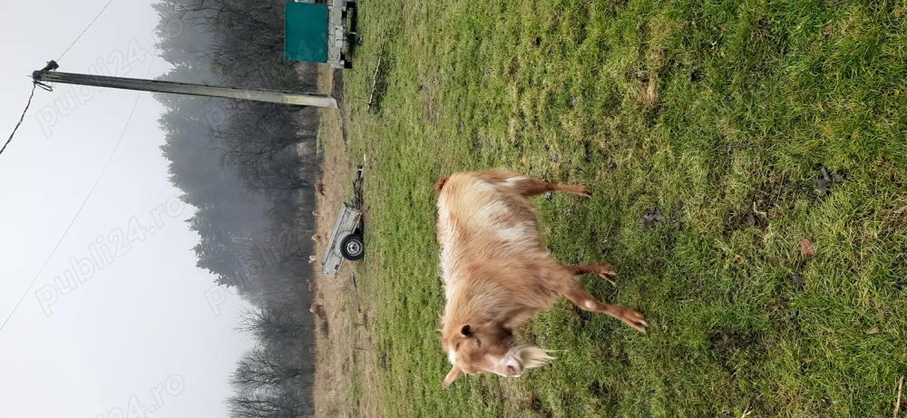 Vânt Tap  urgent de 3 ani preferabil de monta