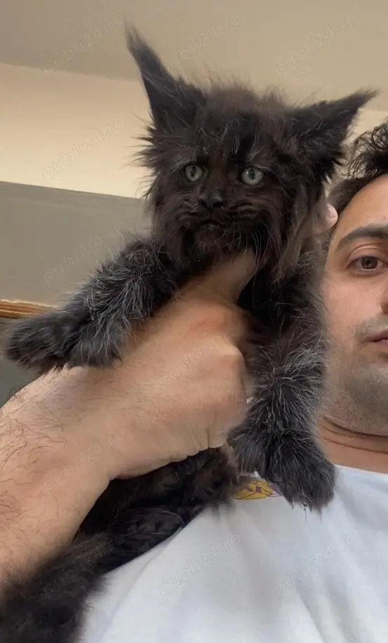 Maine coon puiuti superbi