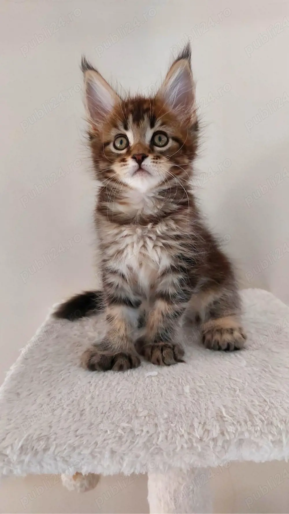 Maine coon pisoiași