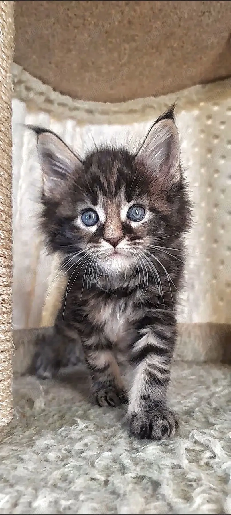 Maine coon pisoiași superbi