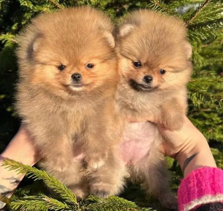 pui de pomeranian Catelusi Zwergspitz 