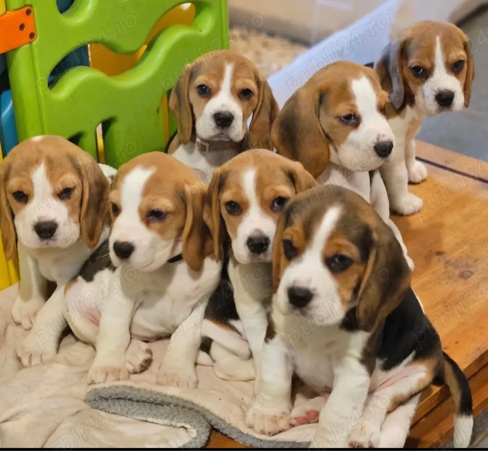 catelusi Beagle