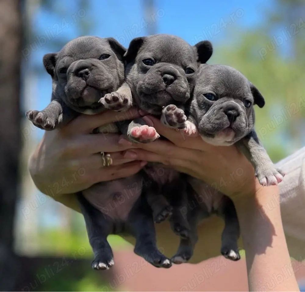 Cățeluși de buldog francez