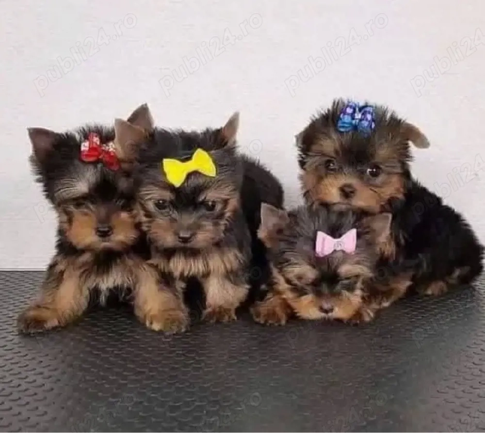 Mini catelusi Yorkshire Terrier
