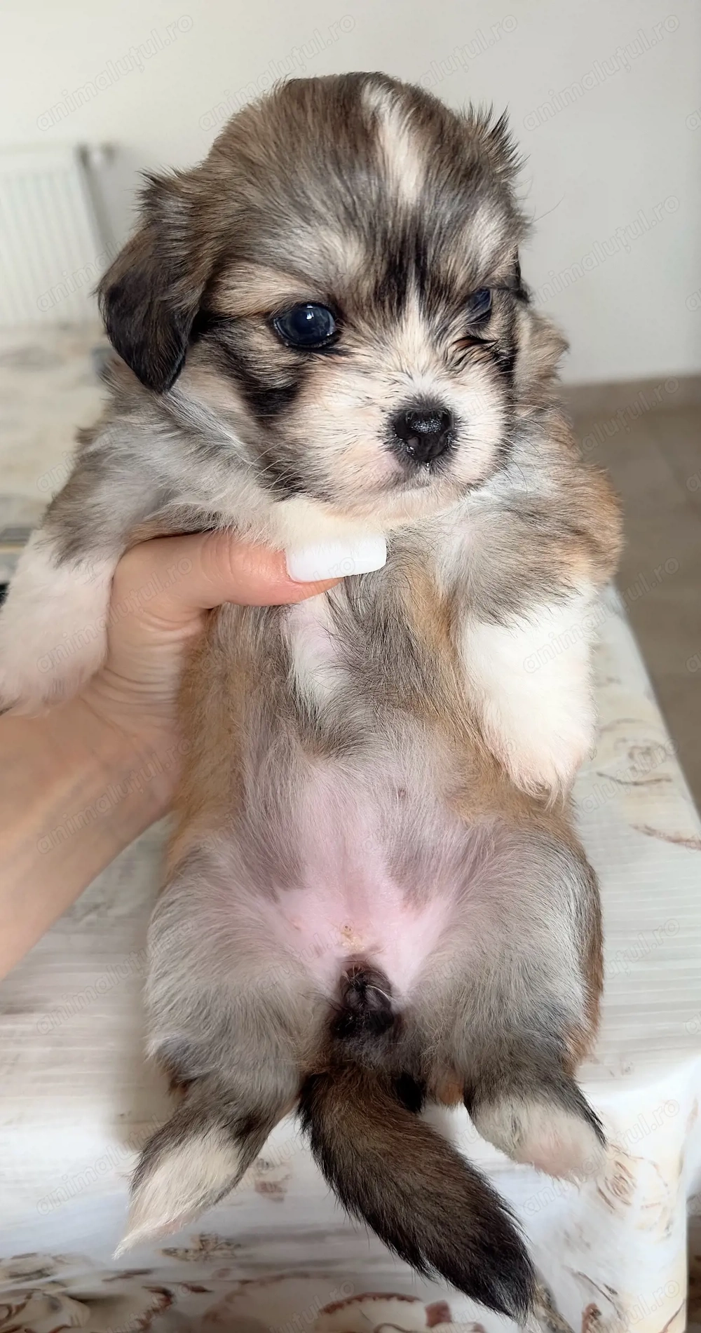 Shih Tzu de vânzare 