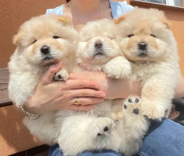 catelusi Chow Chow