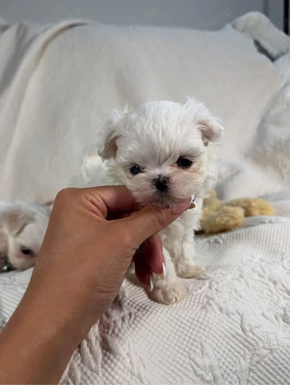 Bichon Maltese -Maltez Toy ,Exemplare de exceptie ! Top Qualitty