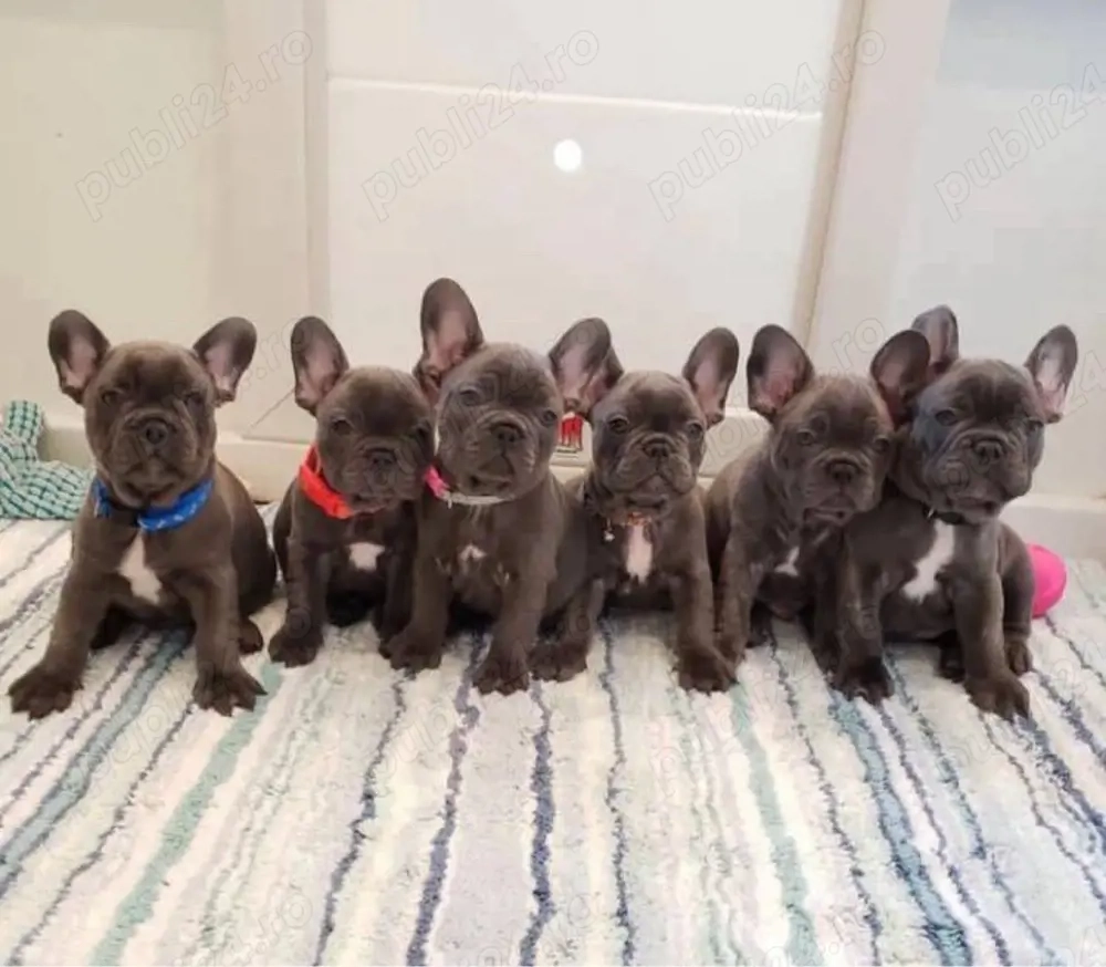 Cățeluși de buldog francez