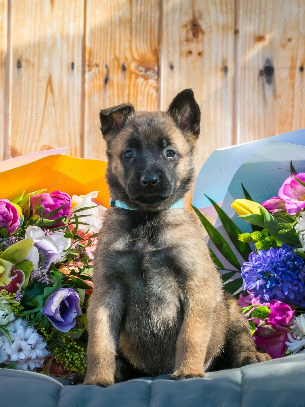 Mascul Ciobanesc Belgian Malinois cu pedigree