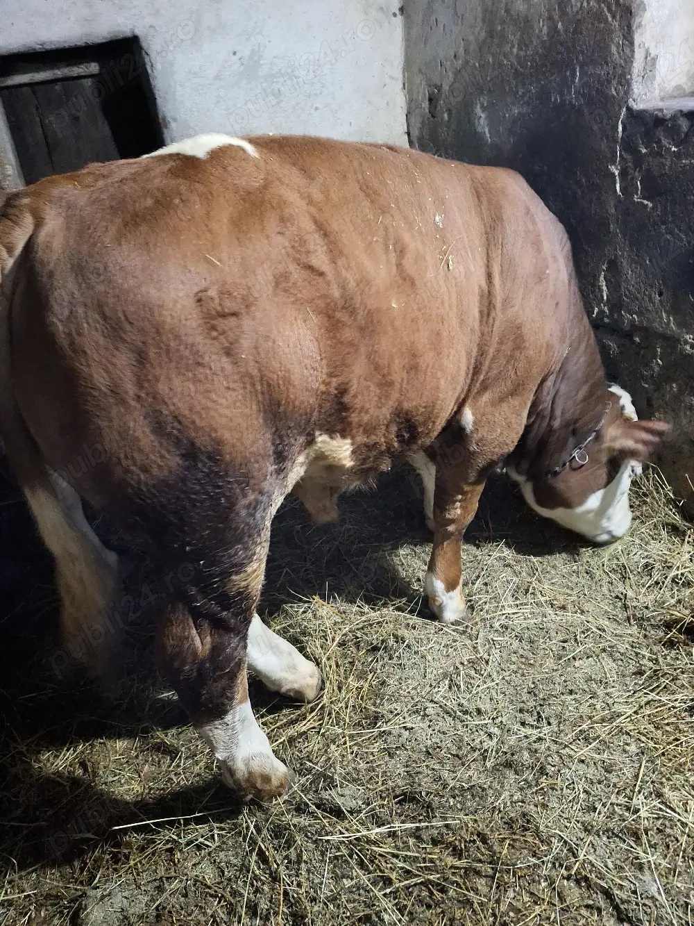 Vând tăuraș de 9 luni în comuna Șeica Mare județul Sibiu. 