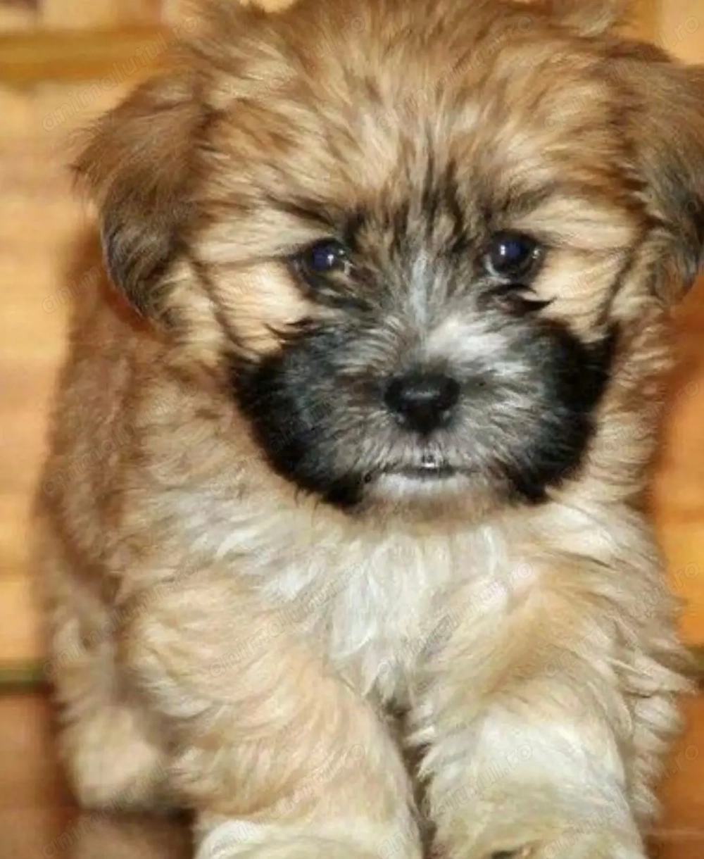 Bichon havanez  vacinati 400 lei