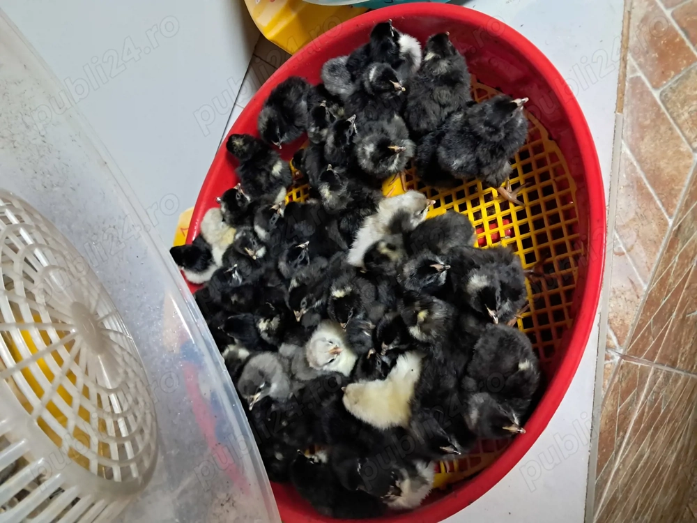 Preiau comenzi pentru oua de incubatie si pui din rasele australorp si plymuth rock barat .